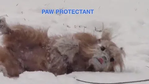 狗狗天然护理蜡，保护掌心免受寒冷和盐的伤害