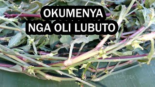 Omukyala Wolubuto Eddagala Elimenya Lirino Lyanguya Okumenya Kafumita Bagenda