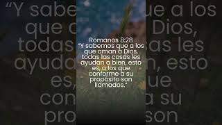 Romanos 8:28 #biblia #palabradedios #motivation #fe