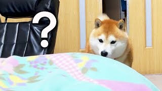 もし居るはずの飼い主が毛布の中に居なかったら・・・
