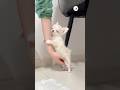 チワワがこっちを見ている feat. ノイズ工業