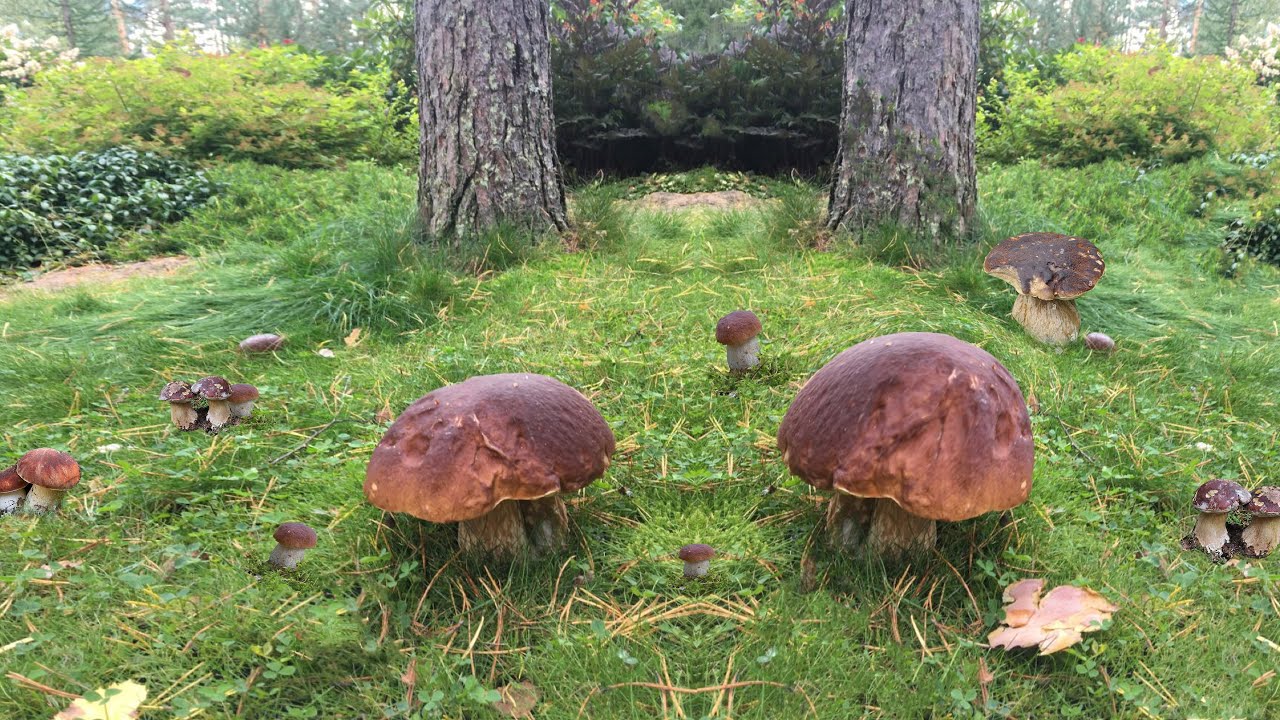 bosco con funghi porcini nell'autunno del 2022 YouTube