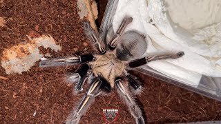 JD'S TARANTULAS