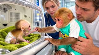 Bibi's unexpected encounter with a poor little monkey at the hospital!