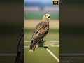 Black Kite Hoarse Cry from Weathered Telegraph Pole in Warm Open Field Light #birds #birdcall