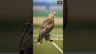 Black Kite Hoarse Cry from Weathered Telegraph Pole in Warm Open Field Light #birds #birdcall