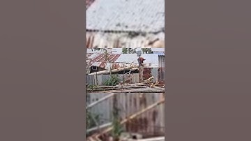 Video bão Yinxing tấn công Philippines khiến làng mạc ngập lụt, sân bay hư hại#shorts