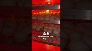 Hatching Eggs: Day 1 Experience! 🐣 Poultry Farming #poultryfarming  🥚