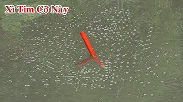 Xả Có Nắm CÁM TANH Đụng Cả Bầy Cá RÔ PHI Quấn Ổ Xì Tim Trắng Nước Kéo Lút Phao Liên Tục