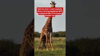 If you smart spot what's wrong animal ? #animals #nature #wildlife #animallife #english #usa #viral