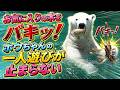 お気に入りの木をバキッ！ホウちゃんの一人遊びが止まらない💗【天王寺動物園】