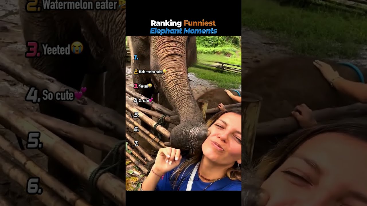 Ranking Funniest Elephant Moments🪽