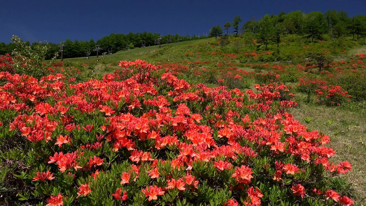 レンゲツツジの花が咲く湯の丸高原の地蔵峠 4k撮影 Youtube