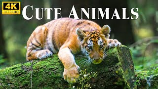 Baby Cute Animals 4K - Исследуйте мир детенышей диких животных под расслабляющую музыку