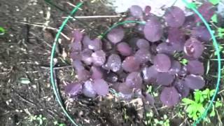 Nancy Today Smoke Bush