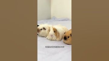 Thumbnail of Rats are only good to raise one guinea pig. You can raise one guinea pig. One guinea pig. One gu