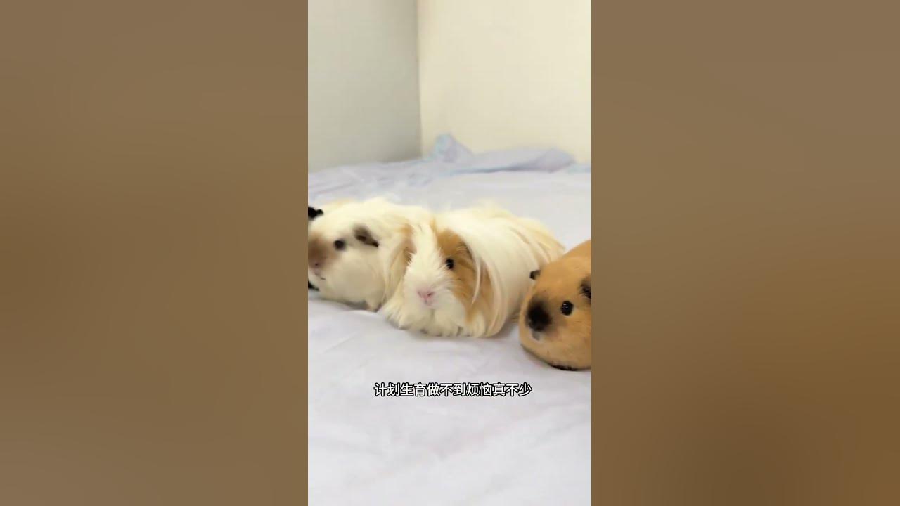 Rats are only good to raise one guinea pig. You can raise one guinea pig. One guinea pig. One gu