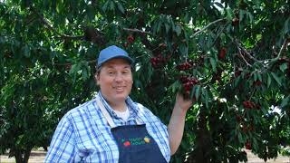 The Popular And Favorite Bing Cherry