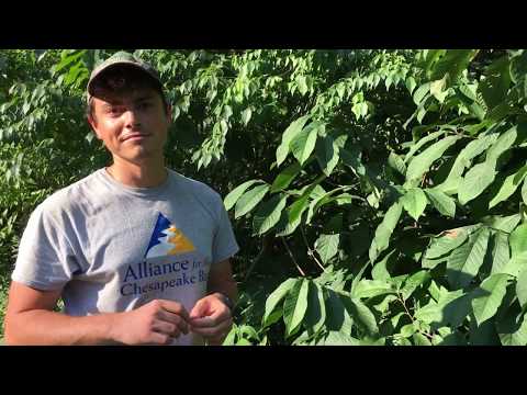 Tree Talk:  Pawpaw