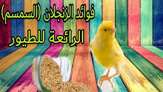 فوائد بذور السمسم(الزنجلان)المهمة للطيور