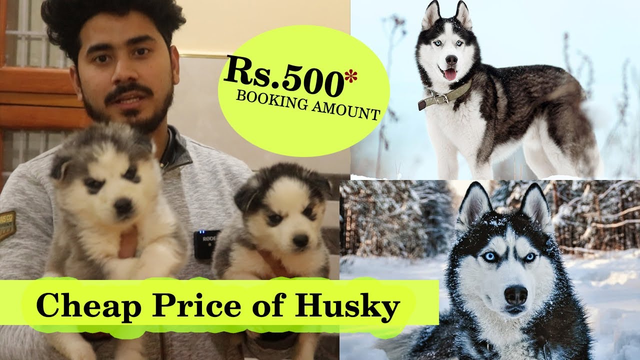 Cheapest Dogs Market In Delhi NCR Siberian Husky Puppy Dog in Cheap