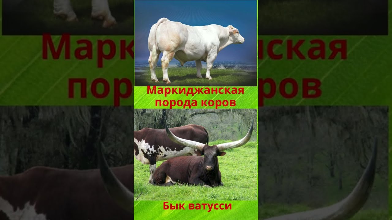 Порода быков 