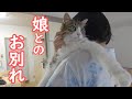 大好きな娘と離れることになった猫と犬と私【ご報告】【保護猫/ダックス】