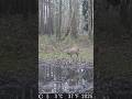 MŁODY ROGACZ!! #fotopułapka #roebuck #dzikiezwierzęta #dzikaprzyroda #trailcam #forest #las #hunting