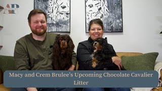 Macy and Crem Brulee's Upcoming Chocolate Cavalier Litter by Adora Perfect Pups 267 views 3 months ago 8 minutes, 19 seconds