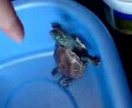 TERRAPIN SOMERSAULTING SUPER CUTE!!!