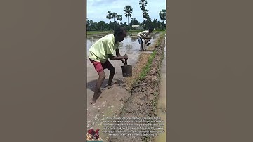 Farmers working in rice fields || Agricultural workers