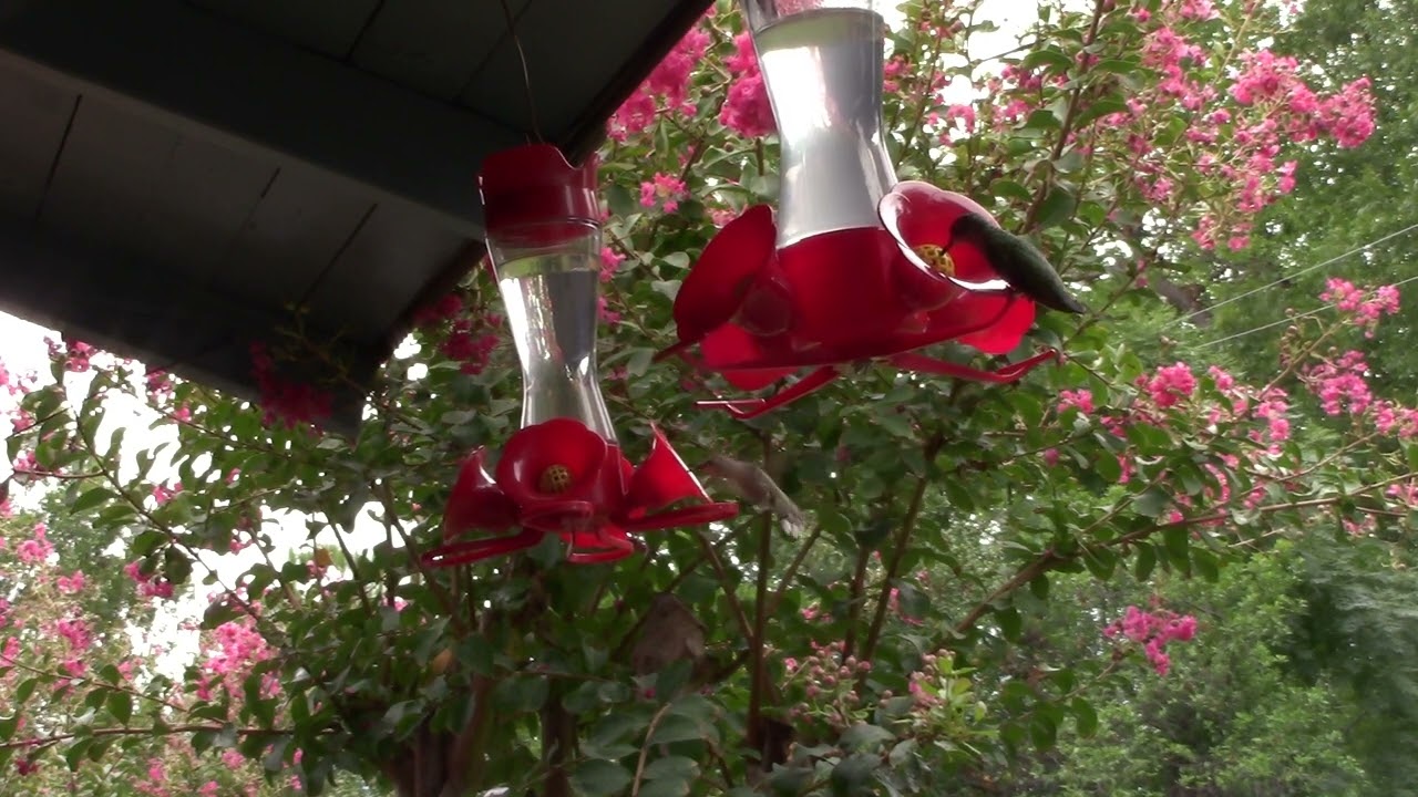 National Hummingbird Day 2022