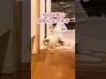 透明の壁を抜けれる猫 その２【おしゃべりする猫】 #Shorts 【猫アテレコ】