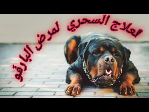 فيديو: يمكن Petsercise يكون الجواب على أهدافك السنة الجديدة للياقة البدنية؟