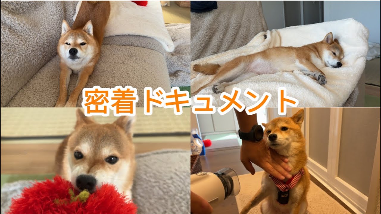 話題の柴犬の一日に密着してみたら可愛すぎた