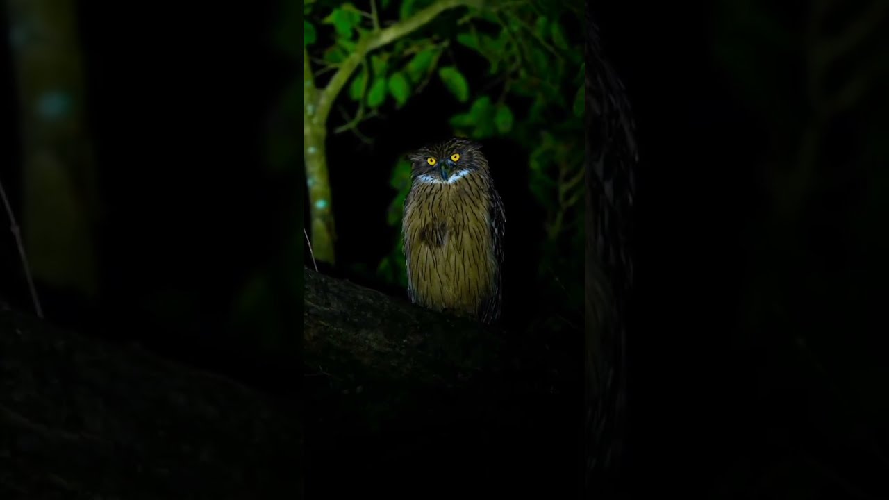 Ullu Eyes Wildlife Short Birds India Viral Youtubeshorts Insta Whatsappstatus