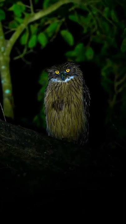 ullu eyes #wildlife #short #birds #india #viral #ullu #youtubeshorts #insta #whatsappstatus