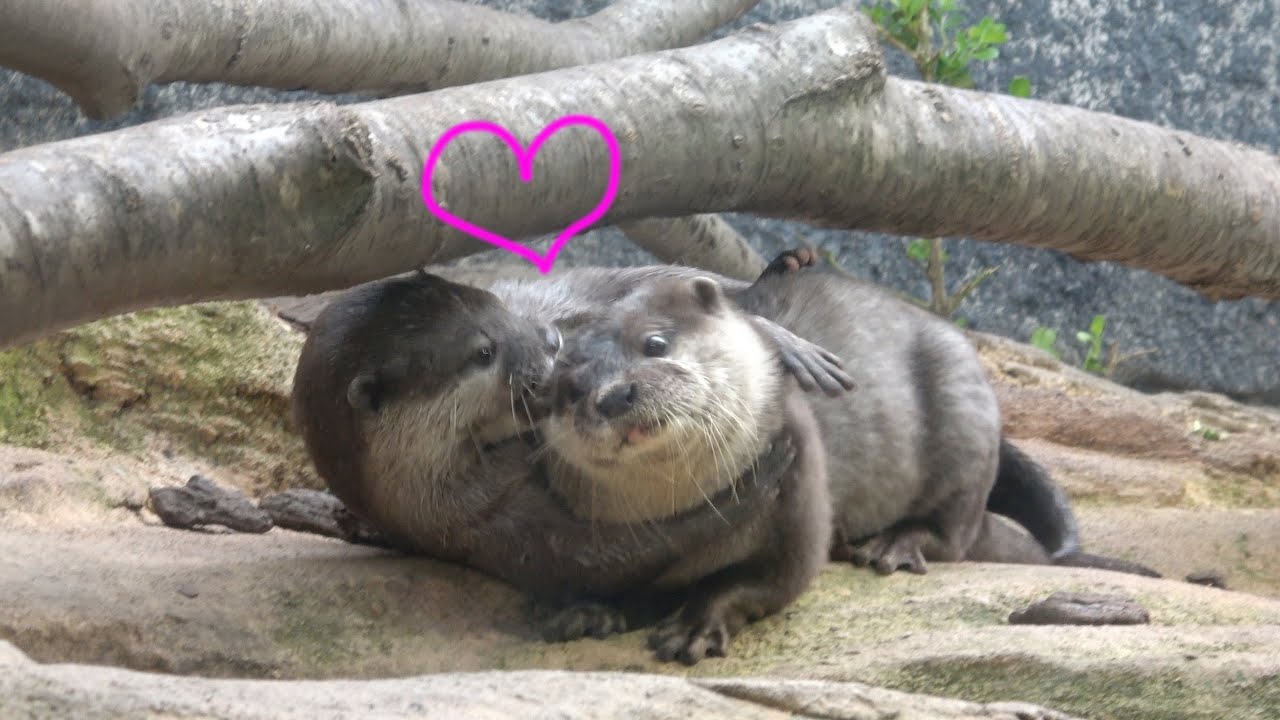 ハグする手がまるで人間 コツメカワウソのカップル 那須どうぶつ王国 Small Clawed Otter Youtube