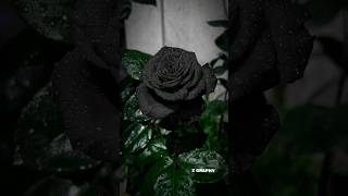 Black rose #shortsvideo #youtubeshorts #blackrose #viralshorts