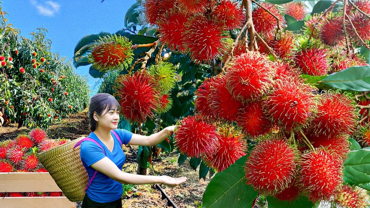 Ly Trieu Ca: Harvesting sweet giant tropical rambutan - How to ...