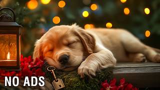 12 HOURS of Dog Calming Music 🐕🐾 Relaxation Music for Dogs for Stress Relief 💖 Peaceful Sleep Aid 💤