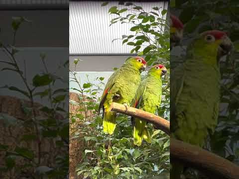 Ecuadoramazone (Lilacine Amazon / Amazona lilacina)