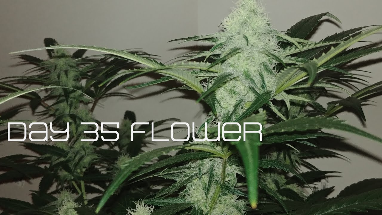 Bruce Banner & Sour Diesel day 35 of flower update