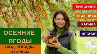 ОСЕННИЕ ЯГОДЫ - лимонник, калина, арония и облепиха//Посадка, уход, польза