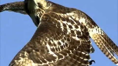 Red Tailed Hawk