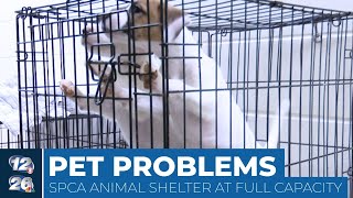 Aiken County shelters fill up from stray surrendered pets