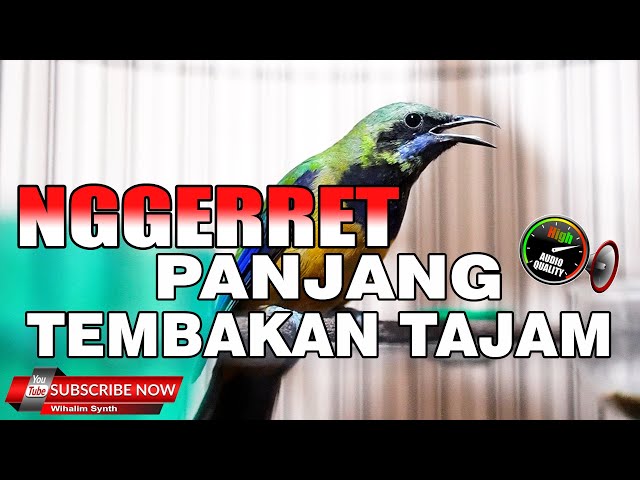 FULL NGGERET TEMBAKAN TAJAM PANJANG JERNIH UNTUK MASTERAN SEMUA JENIS BURUNG MASYUK class=