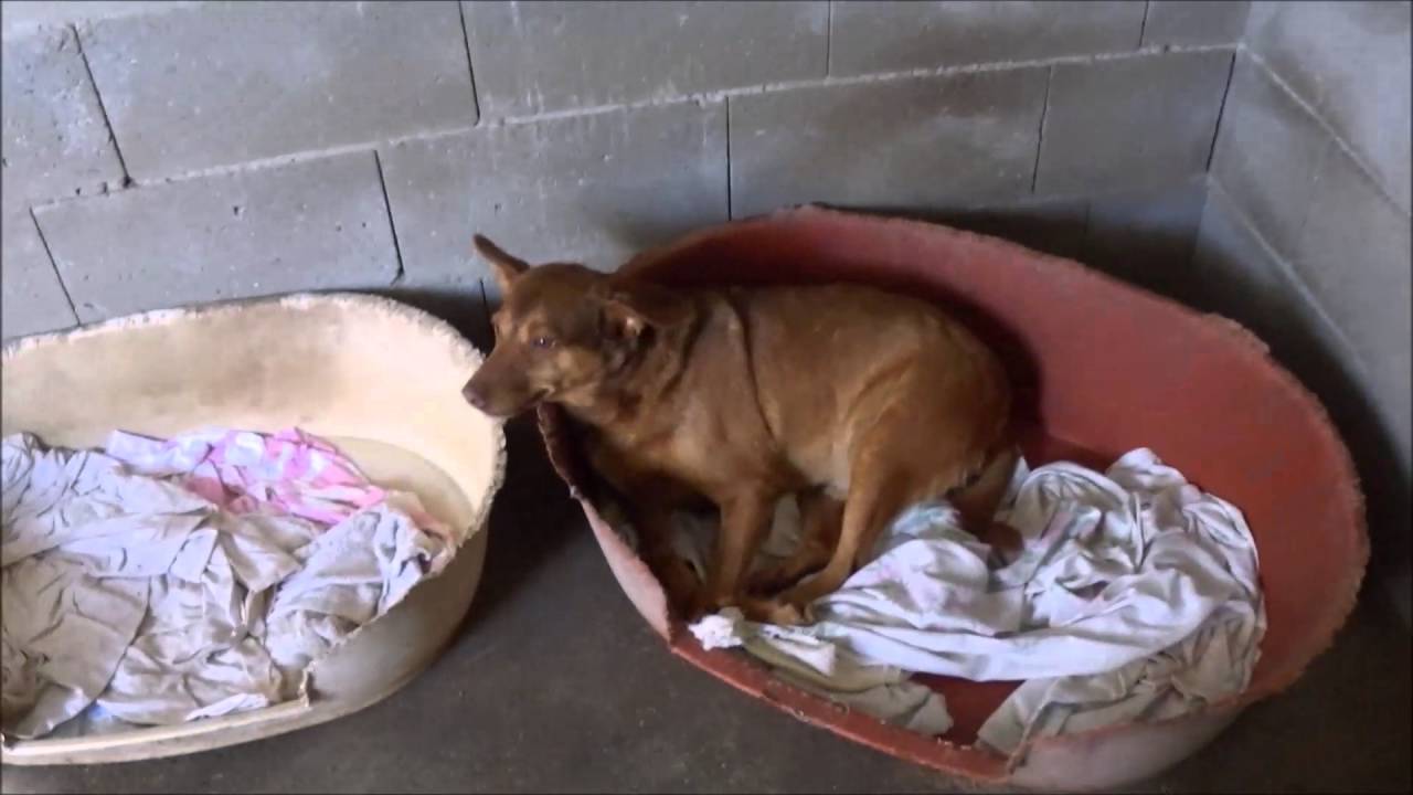 La Linea shelte: Xandro,  Paquita and the old chain dog