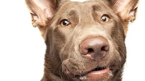 The most rare German Shepherd