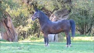 Looking at hackney horse William, the beauty of an old horse.